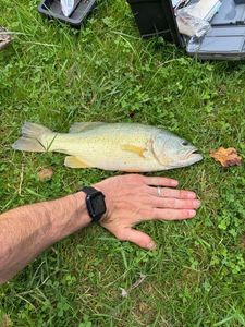 Smallmouth Bass