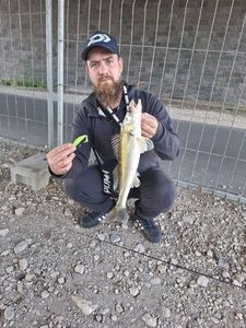 Zander
