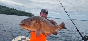 Cubera Snapper
