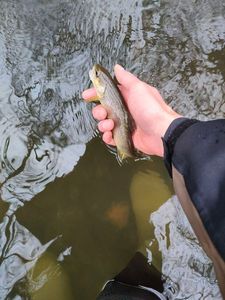 Brown Trout