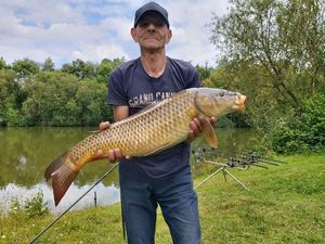 Common Carp