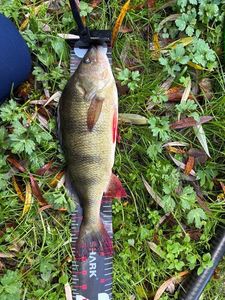 European Perch