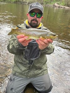 Brown Trout