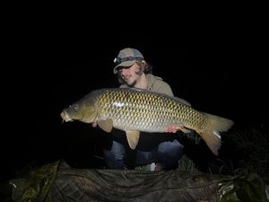 Common Carp