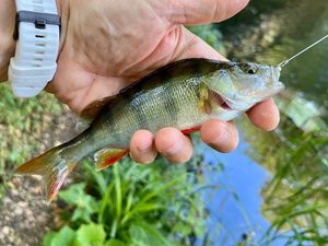 European Perch