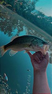 Largemouth Bass