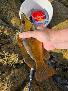 Ballan Wrasse