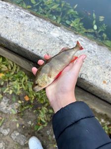 European Perch