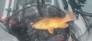Ballan Wrasse