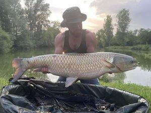 Grass Carp