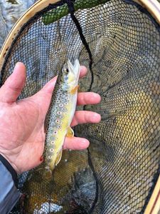 Brown Trout