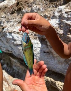 Ornate Wrasse