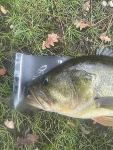 Smallmouth Bass