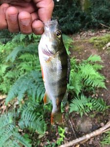 European Perch