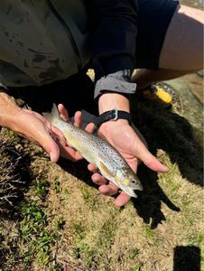 Brown Trout