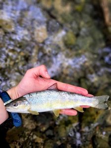 Brown Trout