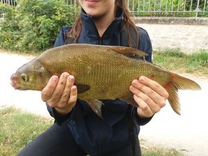 Common Bream
