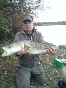 Zander