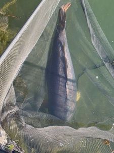 Leather Carp