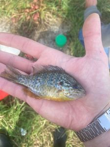 Green Sunfish