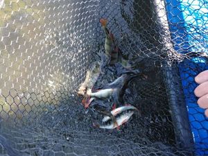 European Perch