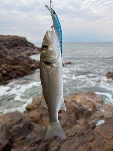 European Bass (Seabass)