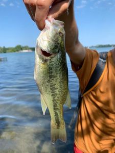 Largemouth Bass