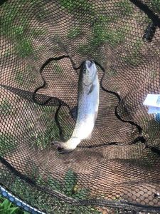 Rainbow Trout