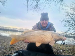 Common Carp