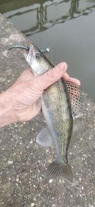 Zander