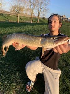 Northern Pike