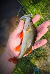 European Perch