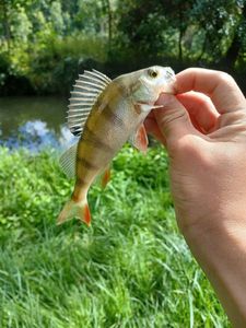 European Perch