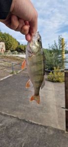 European Perch