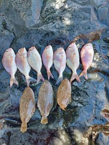 Alfonsino