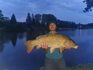 Common Carp