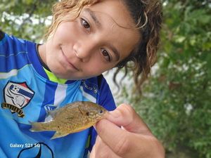 Green Sunfish