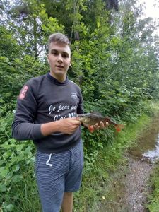European Perch