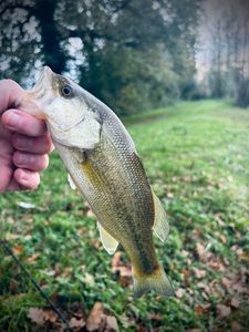 Largemouth Bass