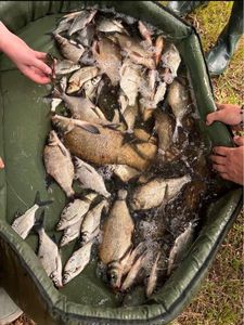 Common Bream