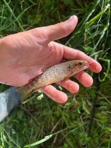 Brown Trout