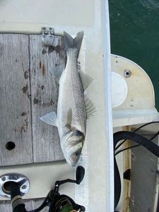 European Bass (Seabass)