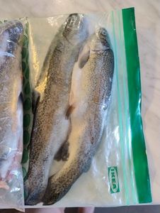 Rainbow Trout