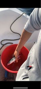 Mackerel