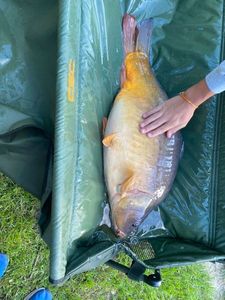 Common Carp
