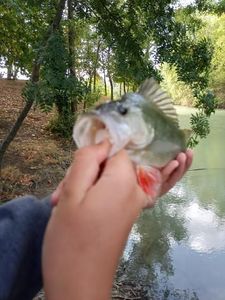 European Perch