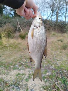 Common Bream