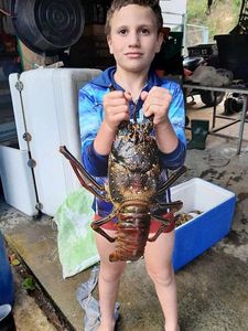 Norway Lobster