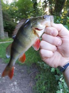 European Perch