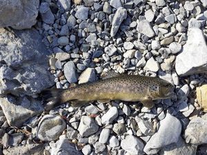 Brown Trout